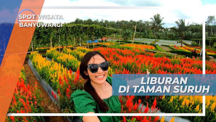 Taman Suruh, Menikmati Cantiknya Aneka Warna Bunga yang Indah, Banyuwangi
