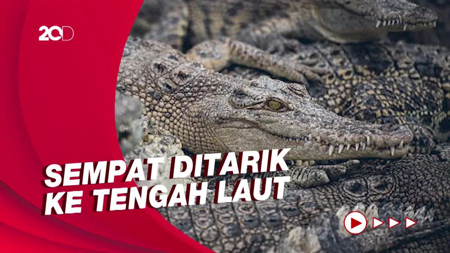 Detik-detik Bocah 12 Tahun Diseret Buaya Ukuran 4 Meter dan Selamat  