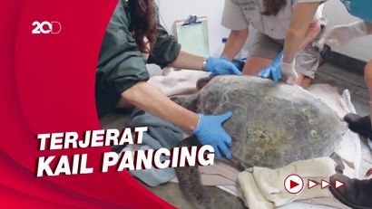 Aksi Pertolongan Darurat pada Penyu Hijau Penuh Luka