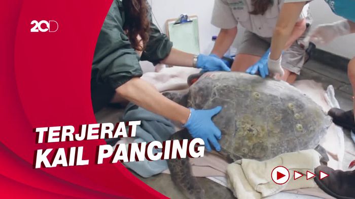 Aksi Pertolongan Darurat pada Penyu Hijau Penuh Luka