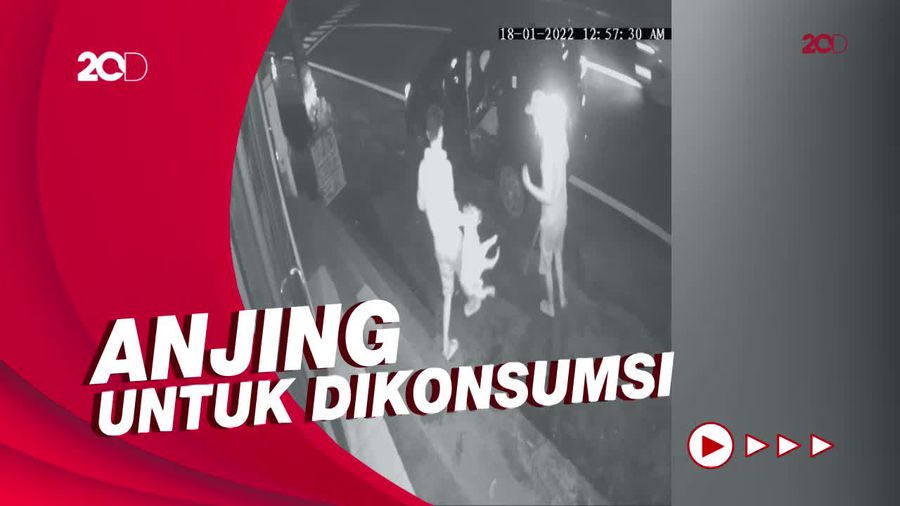 Polisi Tangkap 4 Pelaku Penyiksaan Anjing di Minahasa Utara