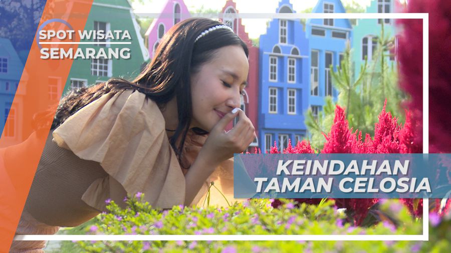 Menikmati Keindahan Hamparan Bunga di Taman Celosia Semarang