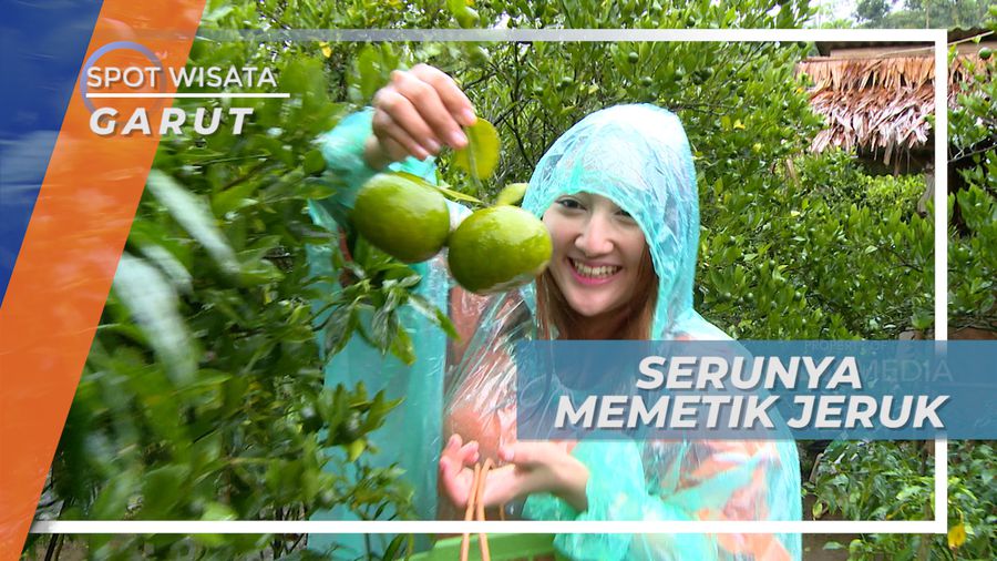 Memetik Jeruk Segar Langsung dari Pohonnya, Garut