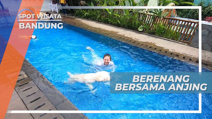 Serunya Berenang dan Bermain Air Bersama Anjing-anjing yang Lucu, Bandung