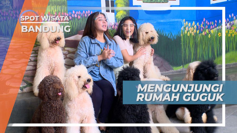 Mengunjungi Tempat yang Menjadi Surga Para Pecinta Anjing di Kota Kembang, Bandung