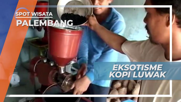 Eksotisme Kopi Luwak Alam Asal Pagaralam Sumatera Selatan