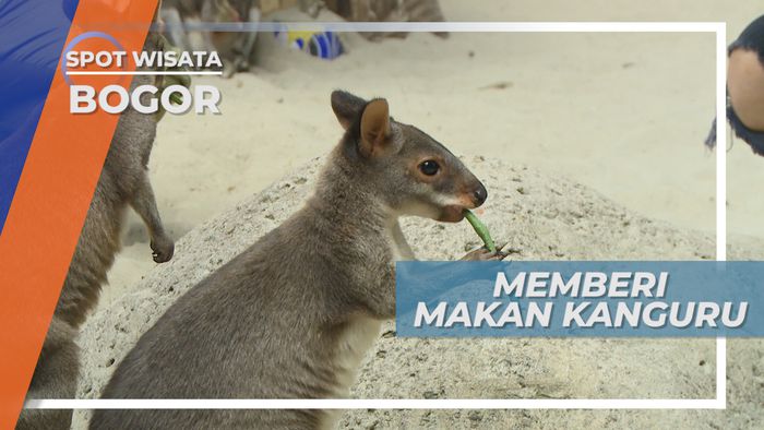 Memberi Makan Kanguru, Satwa Khas Australia, Bogor