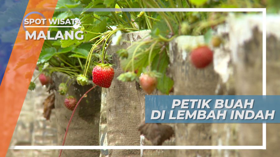 Liburan Bermanfaat di Agrowisata Sayur dan Buah, Malang