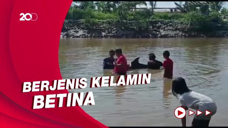 Terdampar di Sungai Wanggu, Lumba-lumba Hidung Botol Mati Saat Dievakuasi