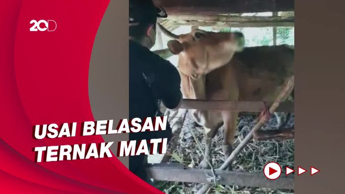 Wabah Antraks Merebak di Gunungkidul, Puluhan Warga Diduga Tertular
