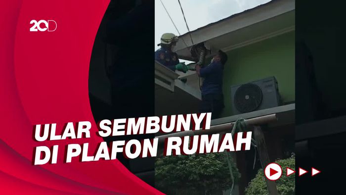 Hiii... Ular Piton Sembunyi Dalam Plafon Rumah Warga di Jaktim