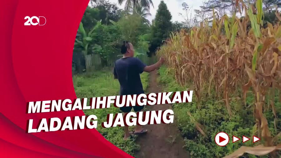 Puluhan Tahun Saluran Irigasi Rusak, 30 Hektar Sawah di Sukabumi Hilang