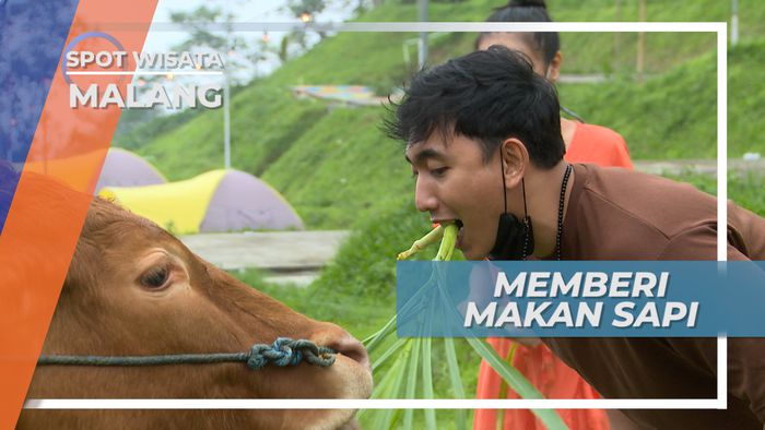 Keseruan Berinteraksi dengan Sapi di Lembah Indah, Malang