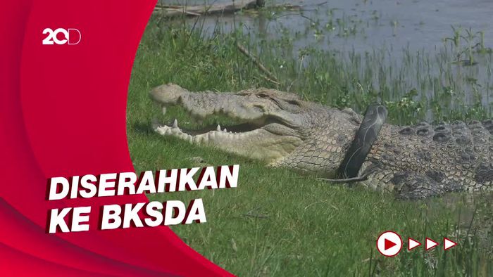 Buaya Legendaris Berkalung Ban di Palu Sulteng Akhirnya Ditangkap!