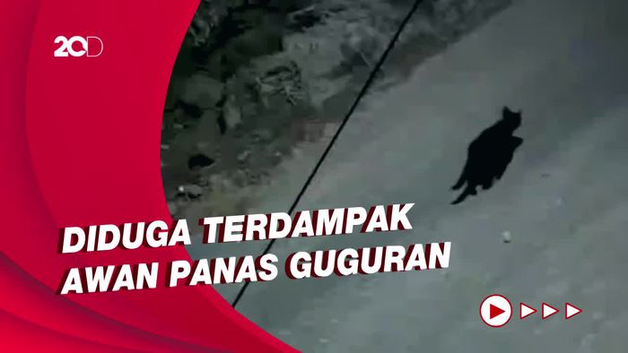 Terekam CCTV! Macan Kumbang Berkeliaran Dekat Aliran Lahar Semeru