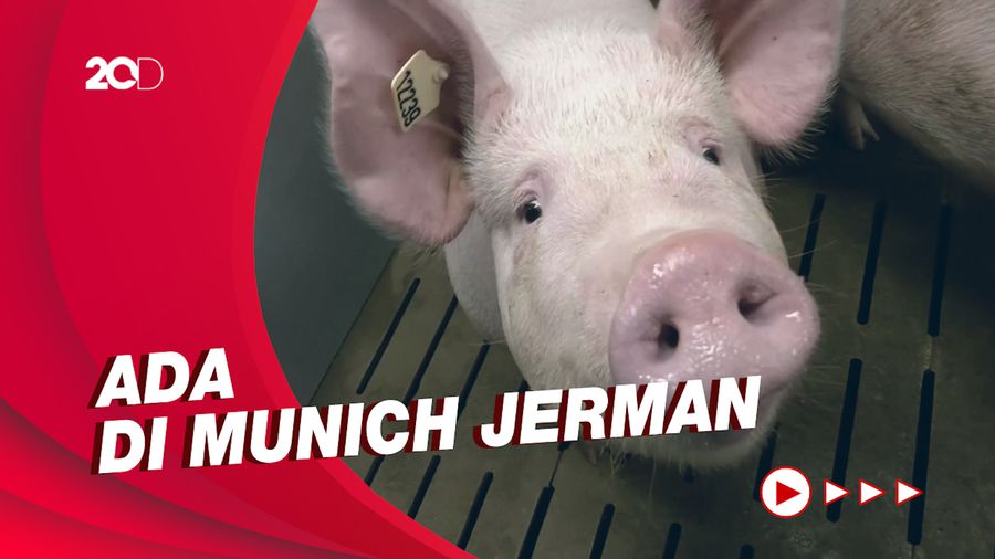 Melihat Laboratorium Kloning Babi untuk Transplantasi Jantung Manusia