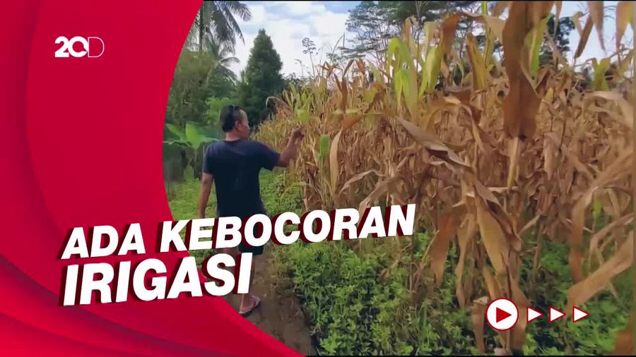 Warga Sukabumi Ngeluh Puluhan Tahun Irigasi Rusak, Apa Respons Kadis PU?