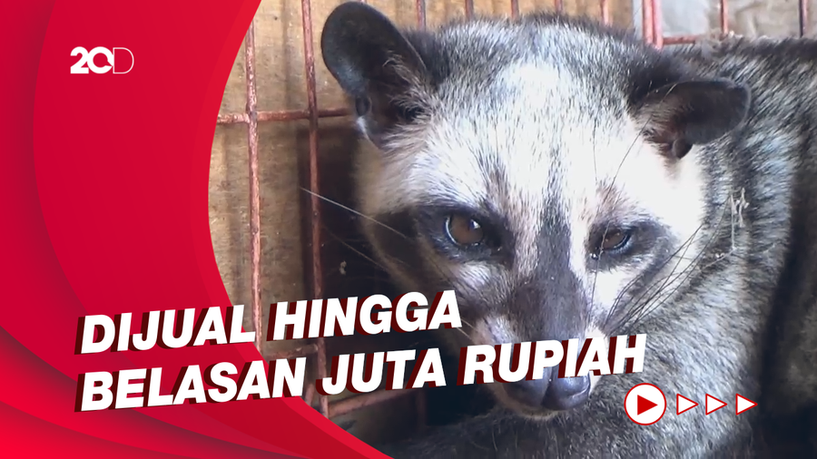 Warga Lumajang Raup Untung Lewat Budidaya Musang