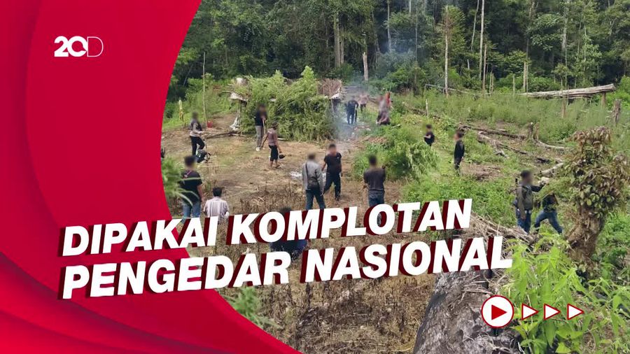 Terungkap! 2 Hektare Ladang Ganja di Taman Nasional Gunung Leuser Aceh