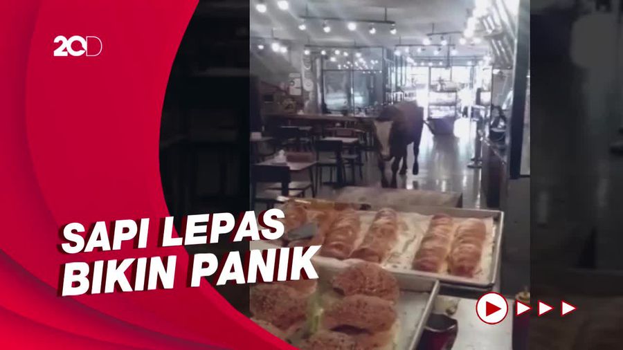 Heboh Sapi Lepas dan Ngamuk di Banyuwangi: Bikin Macet, Sempat Masuk Toko