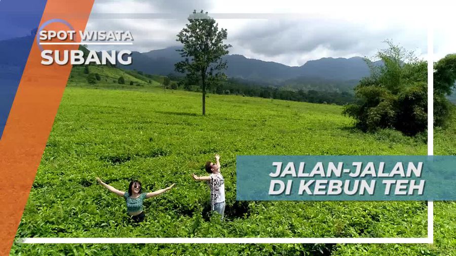 Jalan-jalan Di Tengah Hijau Teh dan Birunya Langit Perkebunan Sagalaherang Subang 