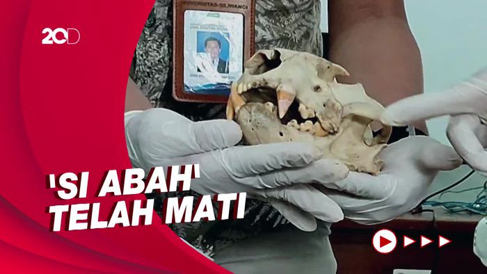 Macan Tutul Raja Gunung Sawal Ciamis Ditemukan Tinggal Tulang Belulang