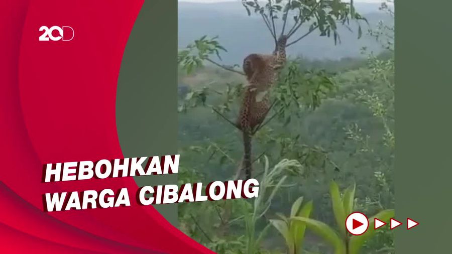 Geger Macan Tutul Nangkring di Pohon di Garut