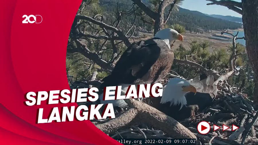 Penampakan Unik Sepasang Burung Elang Botak Mengeram 2 Telur