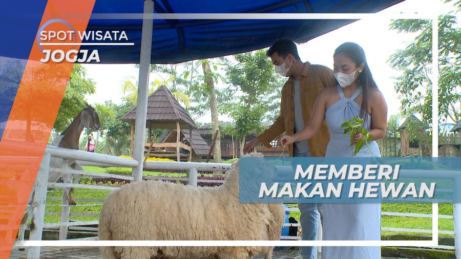 Serunya Memberi Makan Hewan Lucu di Tempat Wisata Satwa, Yogyakarta