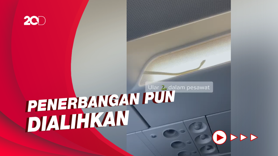 Penampakan Ular di Pesawat AirAsia