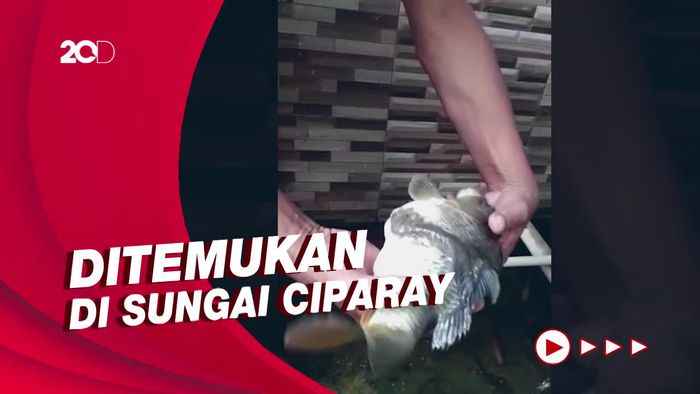 Geger Ikan Berkepala Satu-Badan Dua di Bandung, Ini Wujudnya