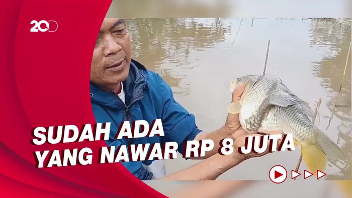 Ikan Mas Unik Berbadan Dua Akan Dijual, Hasilnya Akan Disedekahkan