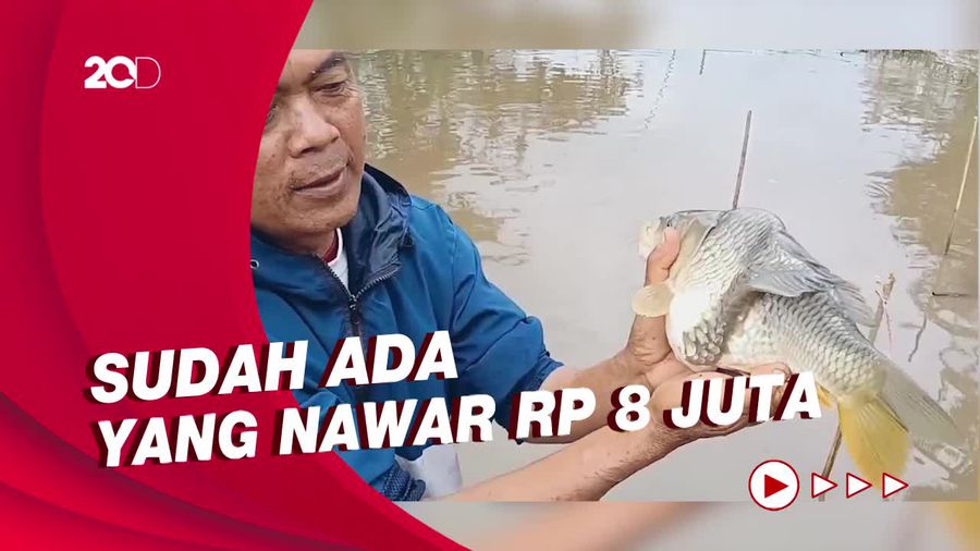 Ikan Mas Unik Berbadan Dua Akan Dijual, Hasilnya Akan Disedekahkan