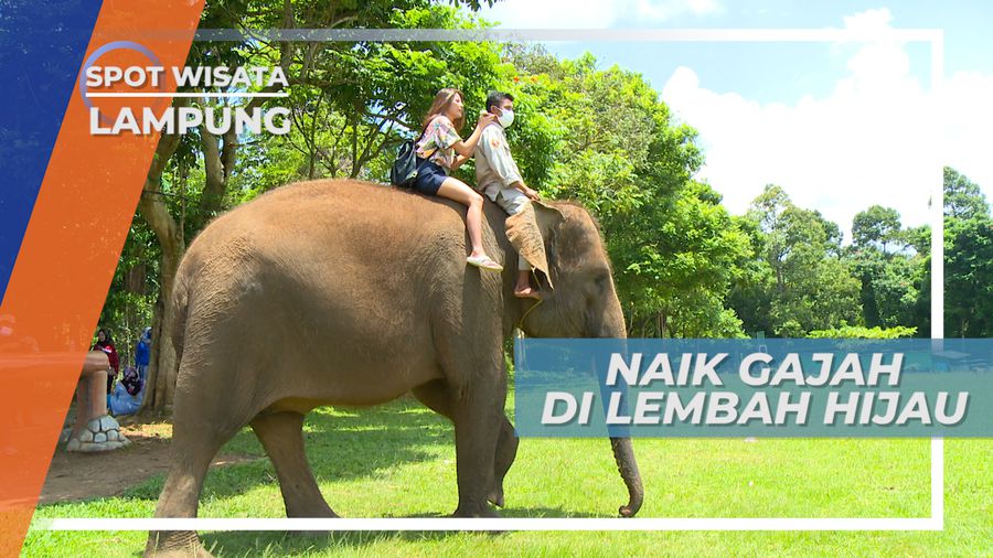 Menunggangi Gajah di Lembah Hijau, Tujuan Wisata Keluarga di Lampung