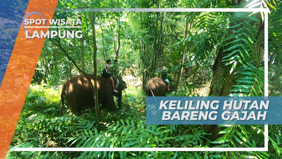 Keliling Hutan Lembah Hijau Menunggangi Gajah di Kota Bandar Lampung