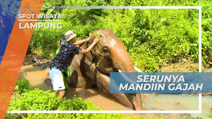Serunya Memandikan Gajah Lembah Hijau di Kota Bandar Lampung