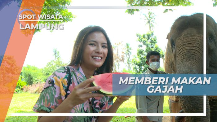 Memberi Aneka Buah untuk Makan Siang Sang Gajah Lembah Hijau di Kota Bandar Lampung