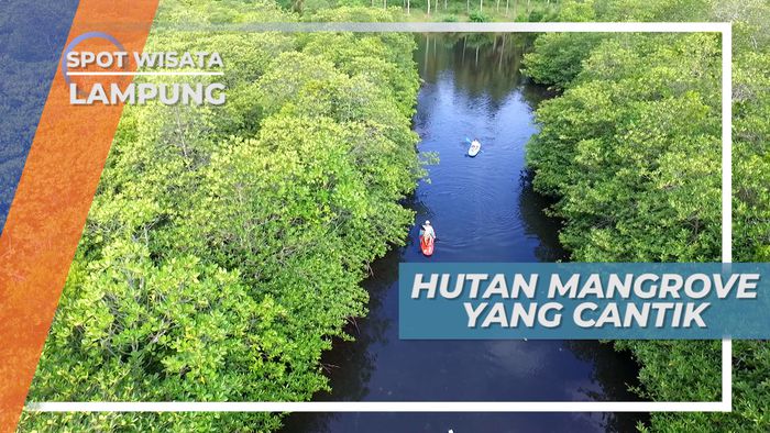Mendayung Kayak di antara Hutan Mangrove Pahawang Lampung Yang Cantik  