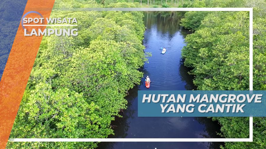 Mendayung Kayak di antara Hutan Mangrove Pahawang Lampung Yang Cantik  