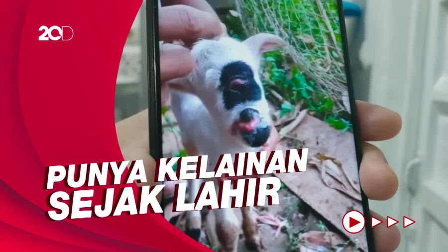 Anak Domba Bermata Satu Curi Perhatian Warga Garut