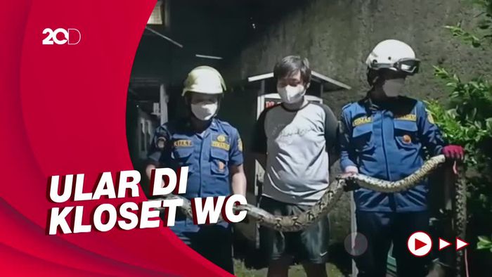 Ngeri! Ular Piton Sembunyi di Lubang Kloset Kamar Mandi Warga di Jaktim