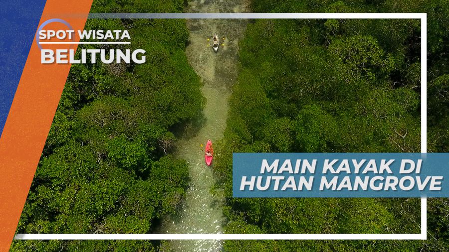 Main Kayak Di Hutan Mangrove Belitung 
