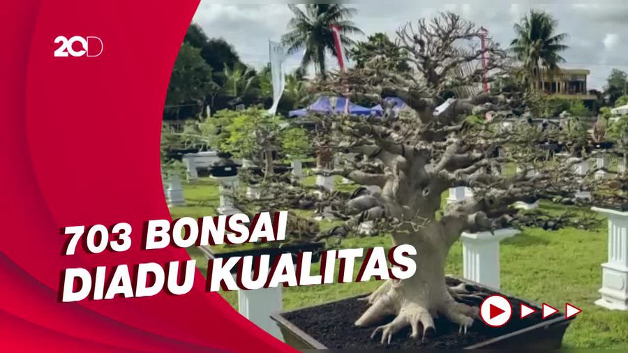 Melihat Kontes Bonsai Pratama dan Prospek di Sulawesi Selatan