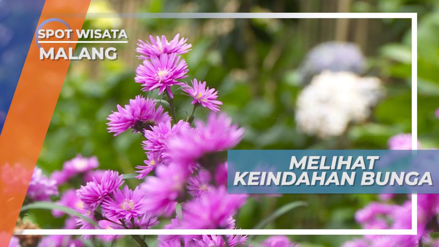 Melihat Indahnya Warna-warni Bunga Cantik di Tengah Taman, Malang