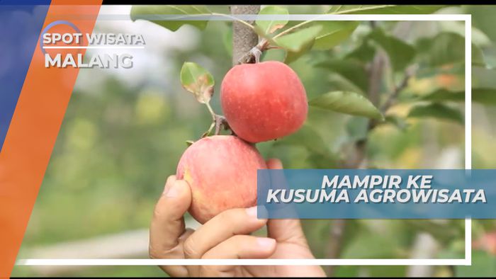 Berwisata Agro Petik Buah di Batu Malang