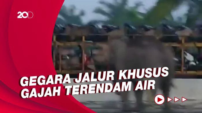 Heboh! Gajah Nyeberang di Jalan Tol Pekanbaru-Dumai