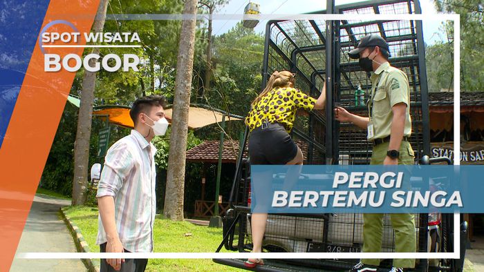 Bikin Deg-degan, Melihat Dari Dekat Gagahnya si Raja Hutan, Bogor