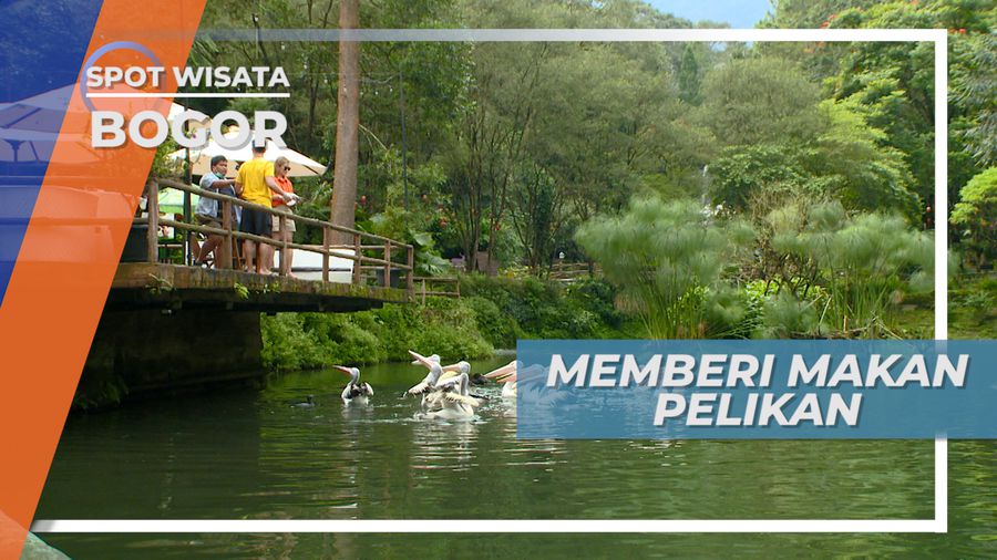 Serunya Memberi Makan si Burung Berkantong Besar, Bogor 
