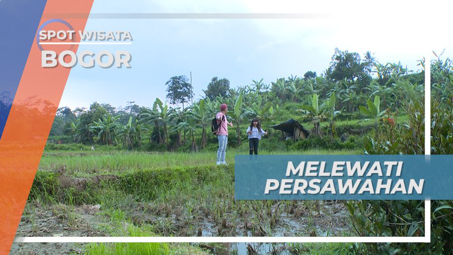 Menyusuri Persawahan, Menikmati Suasana Sejuk, Segar dan Alami, Bogor