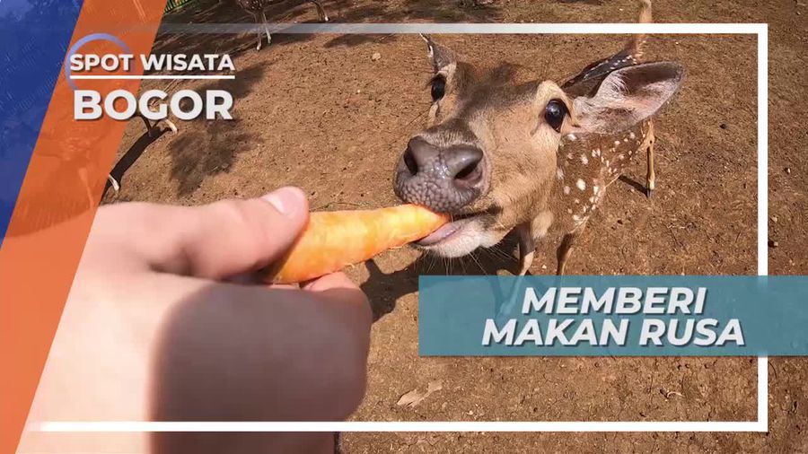  Memberi Makan Rusa Rancamaya Bogor